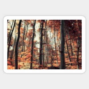 Fall in the woods Sticker
